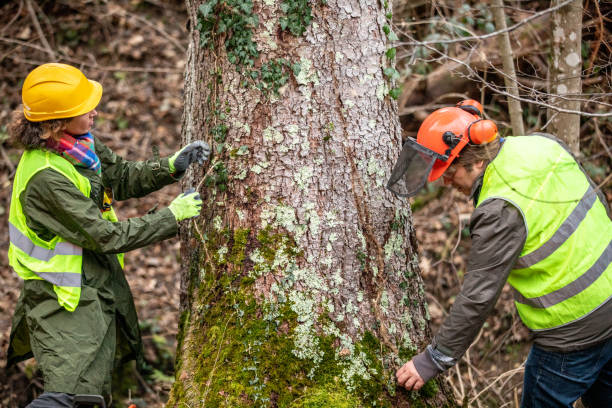  Berrien Springs, MI Tree Removal Services Pros