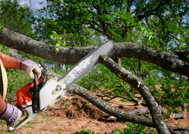 Best Seasonal Cleanup (Spring/Fall)  in Berrien Springs, MI